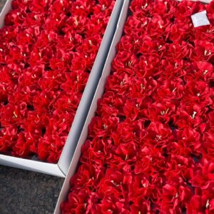 Червона мильна камелія Люкс